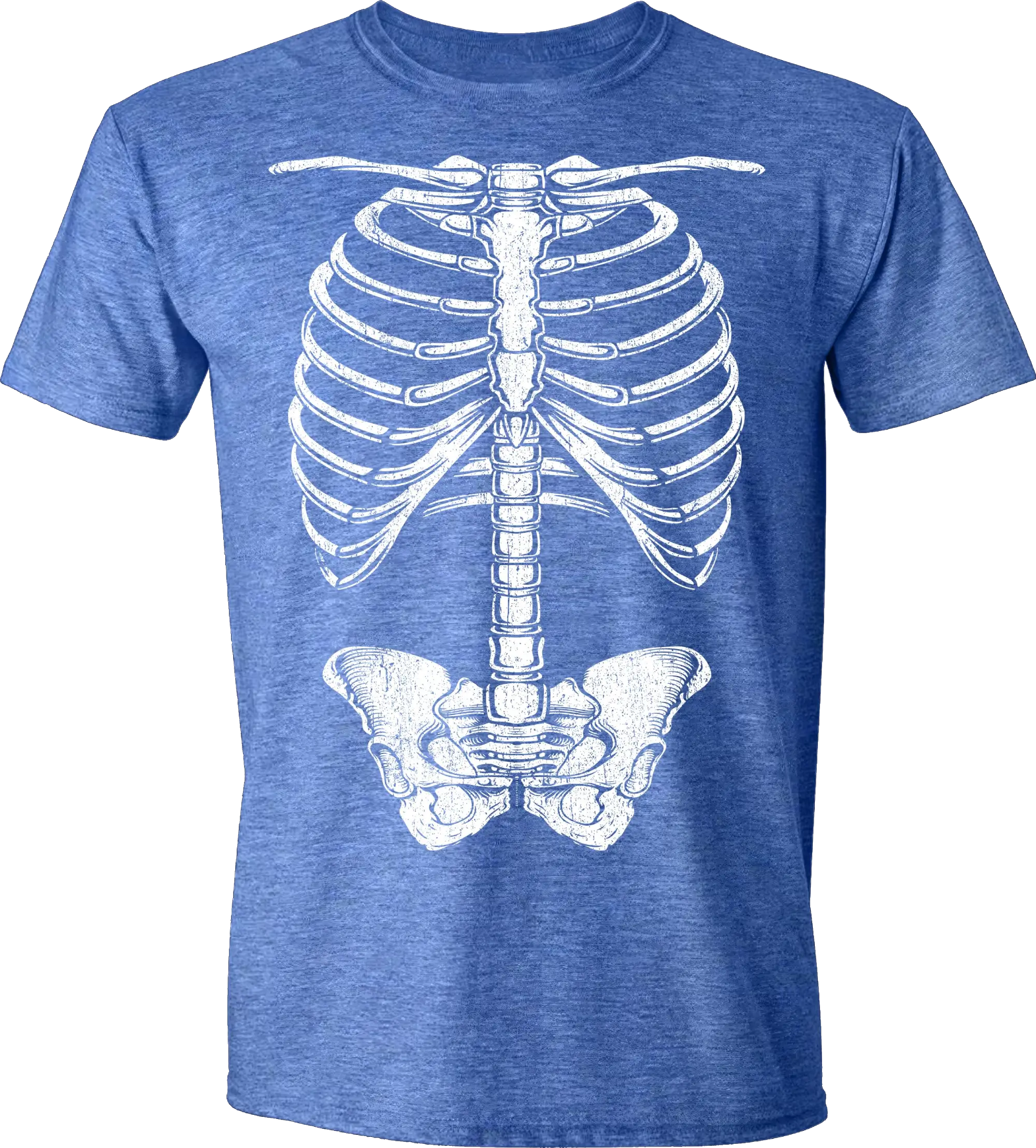 Human Skeleton